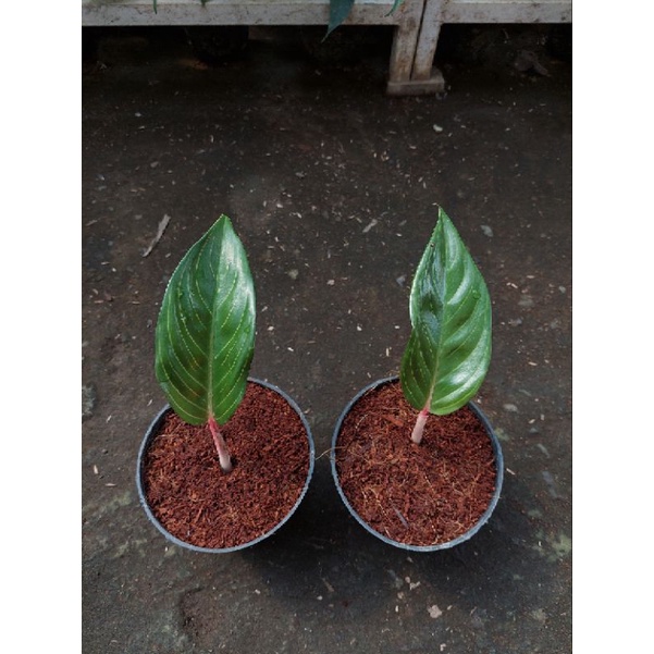 2 pot aglonema black hot lady
