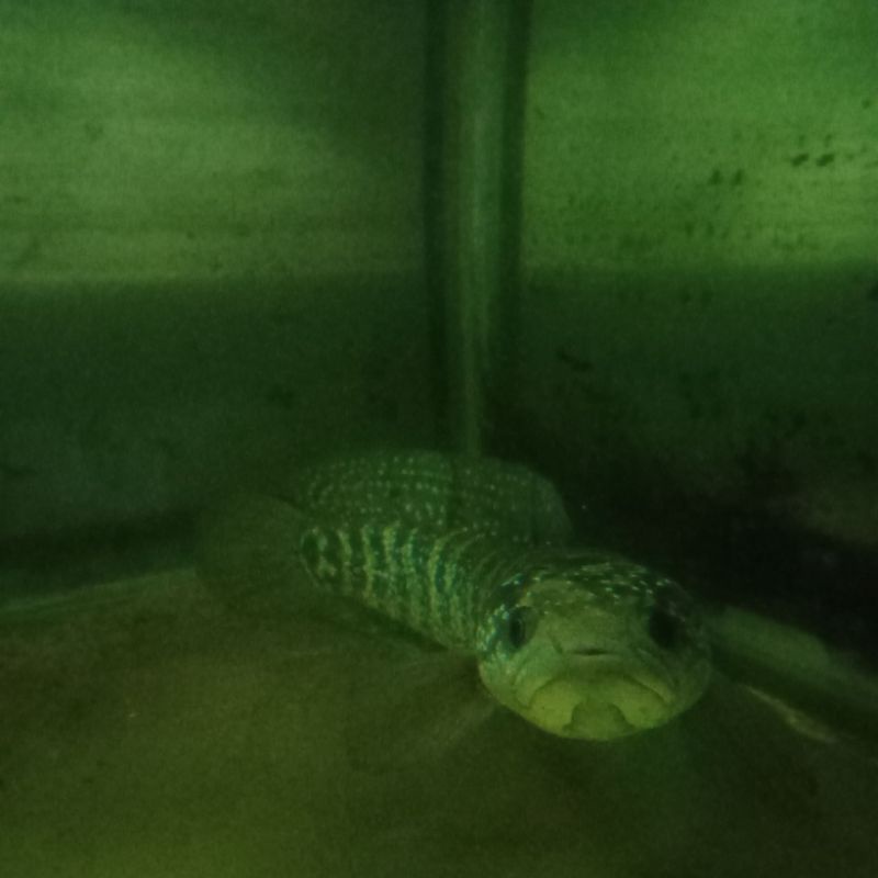 Channa Asiatica