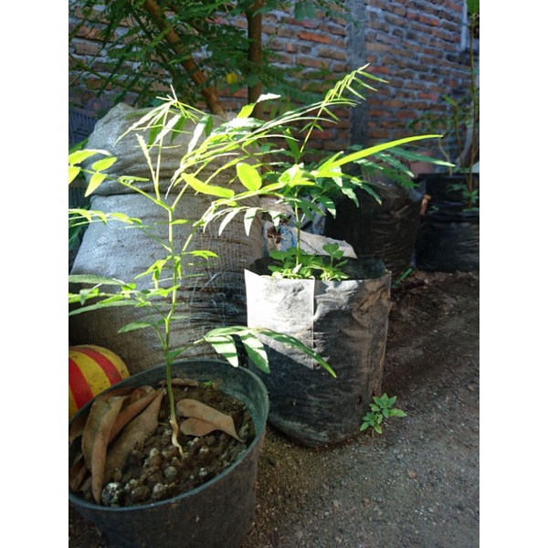 BIBIT TANAMAN LERAK LANGKA USIA 1 TAHUN