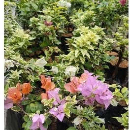 BUNGA BOUGENVILE  3/4 WARNA RANDOM.BIBIT BUNGA.BOUGENVILE.BUNGA BOUGENVILE