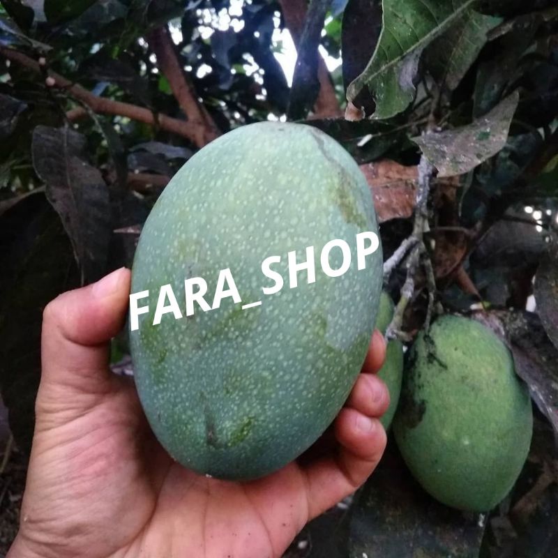 BIBIT TANAMAN BUAH MANGGA LALIJIWO // BIBIT MANGGA MADU SUPER