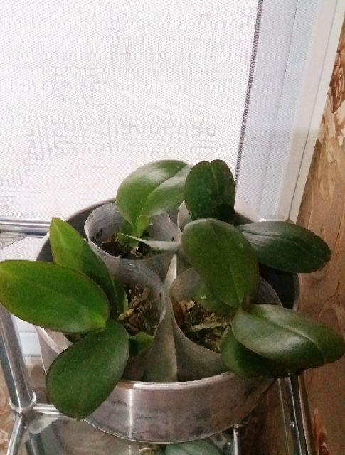 Anggrek Bulan Taiwan Remaja Paket 5pcs