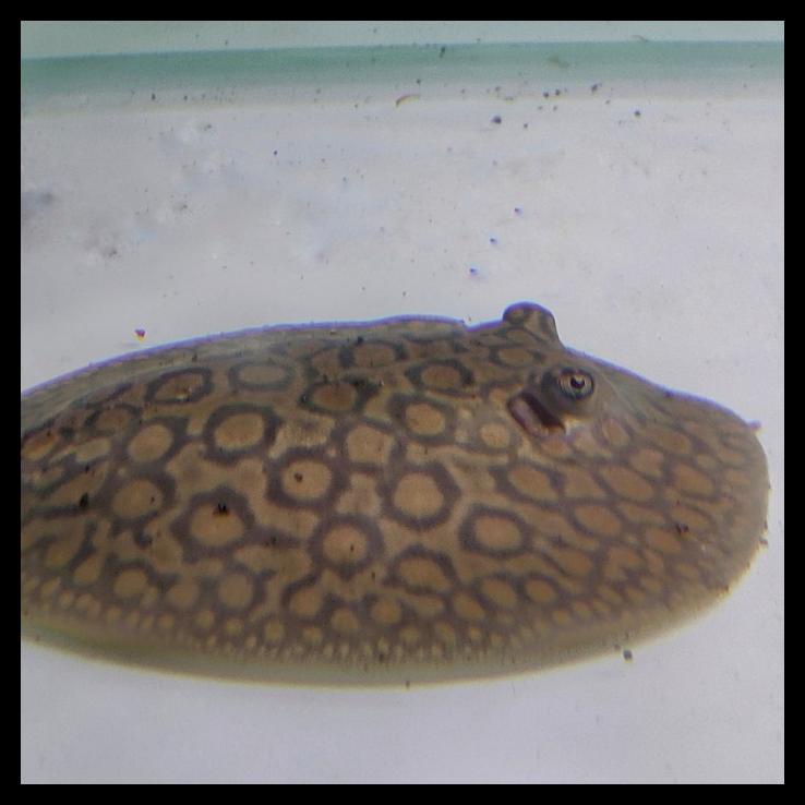 

TERBARUU!! pari marble stingray 10-12cm TERBARU