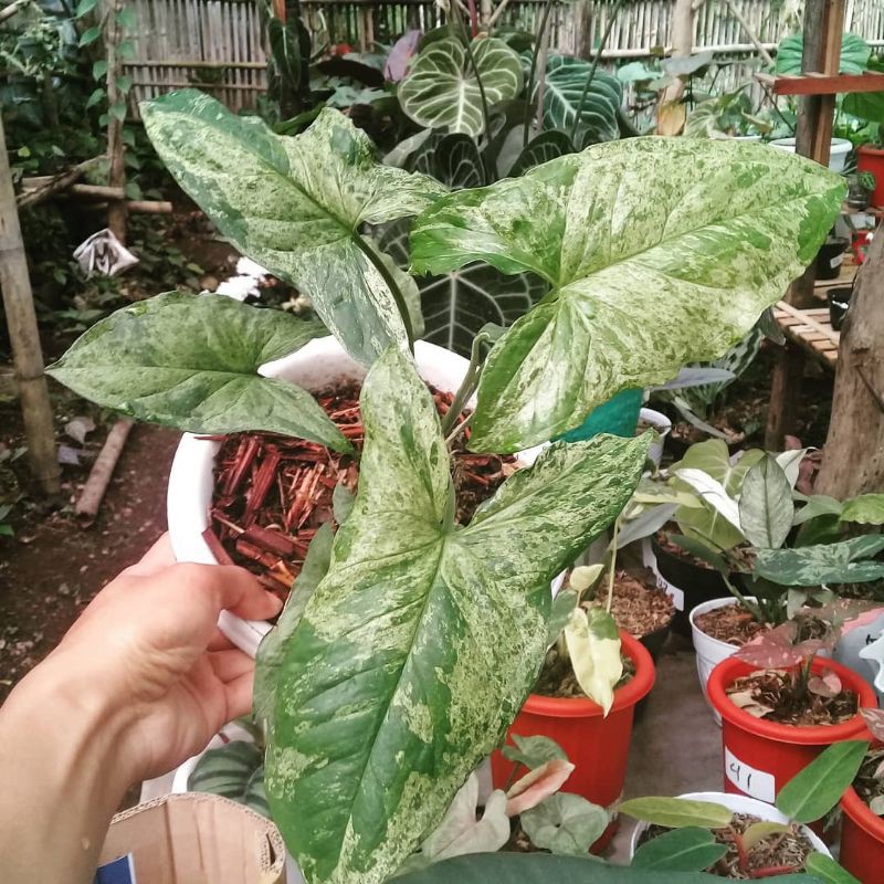 tanaman hias syngonium - syngonium - syngonium mujito