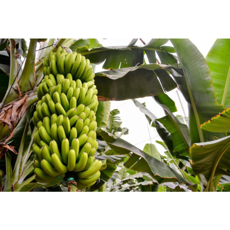 Pupuk Organik Penyubur Pisang,Pupuk Organik Perangsang Pisang Agar Cepat Berbuah Lebat,Booster Organik Buah Pisang