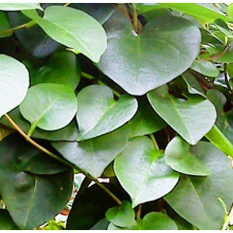 

tanaman herbal binahong - binahong hijau - binahong herbal