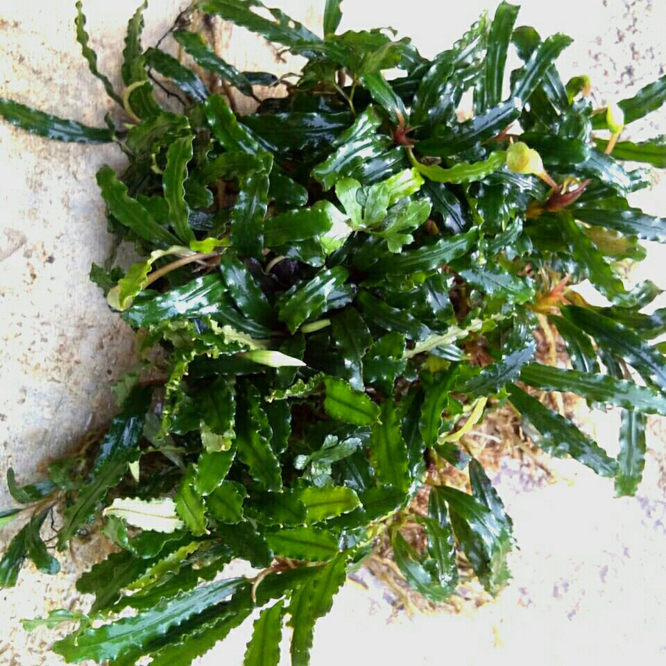 BUCE MINI PER MIKA | BUCEPHALANDRA AQUASCAPE