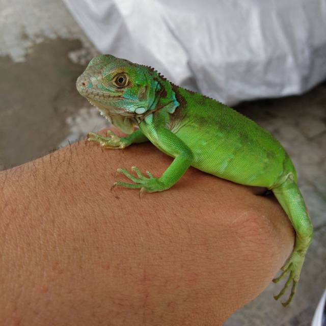Green Iguana Colomb 450k.