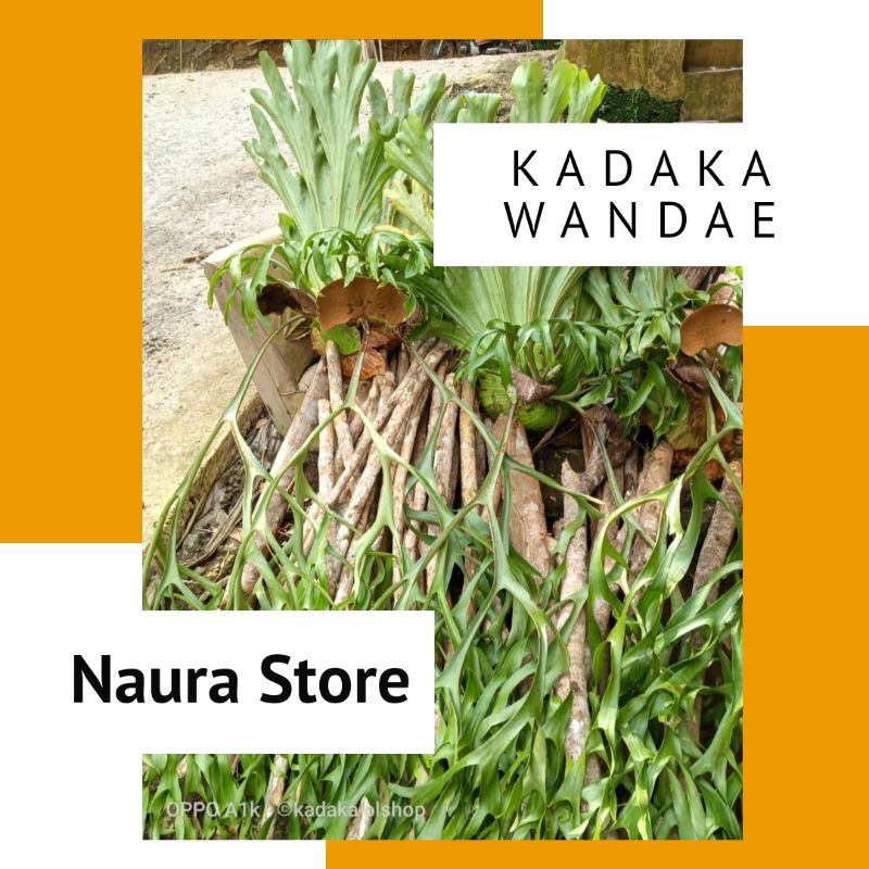 Jual Platycerium Ridleyi kadaka Tanduk Rusa kadaka Shopee Indonesia