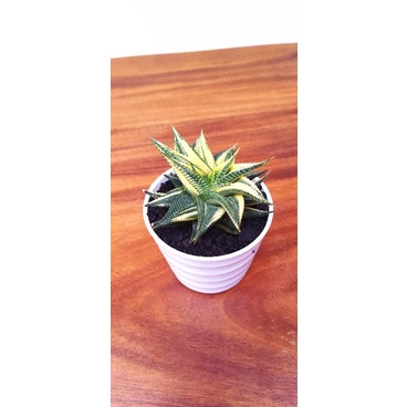 Haworthia Limifolia Variegata