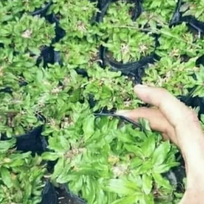 Rumput gajah mini / rumput gajah mini