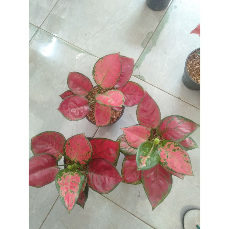 suksom dan red anjamani super