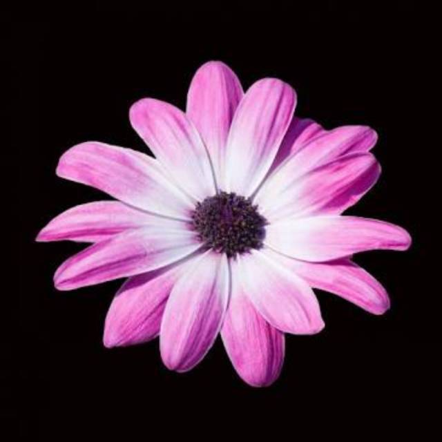 reshaadityaindraswari