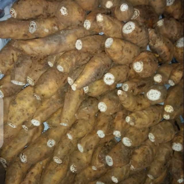 

Ubi bakar / oven cilembu