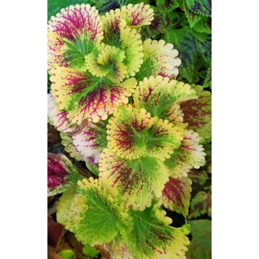 miana sultan Jombang berakar