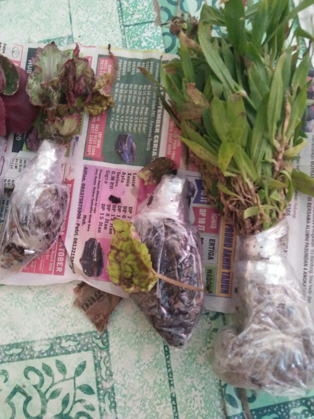 Garamalia Ataw Geranium