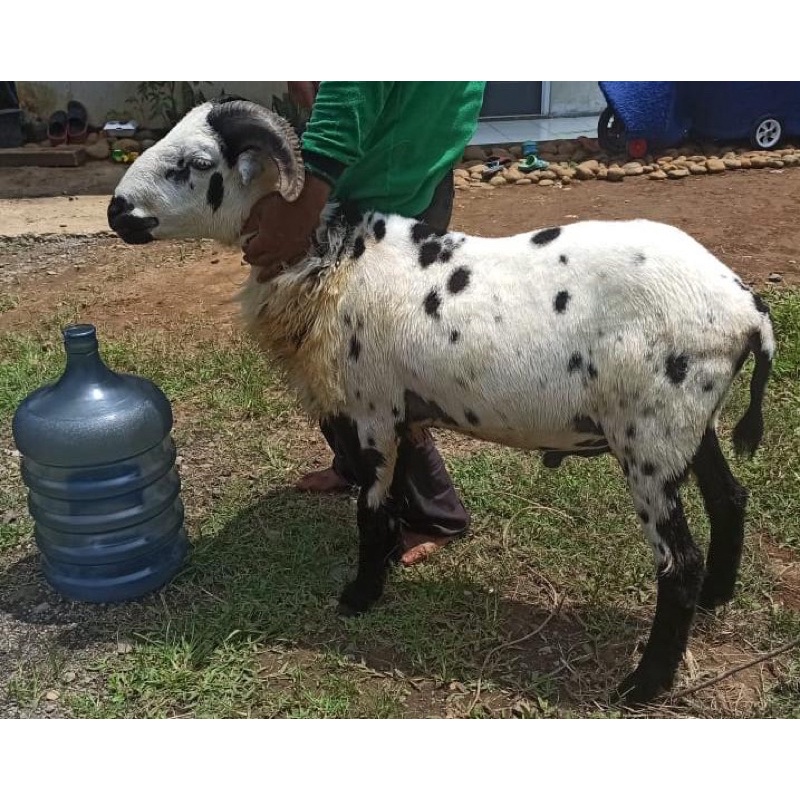 Pelunasan teh Annisa Qurban Domba Garut Bobot 40 kg ++, Cibinong Bogor