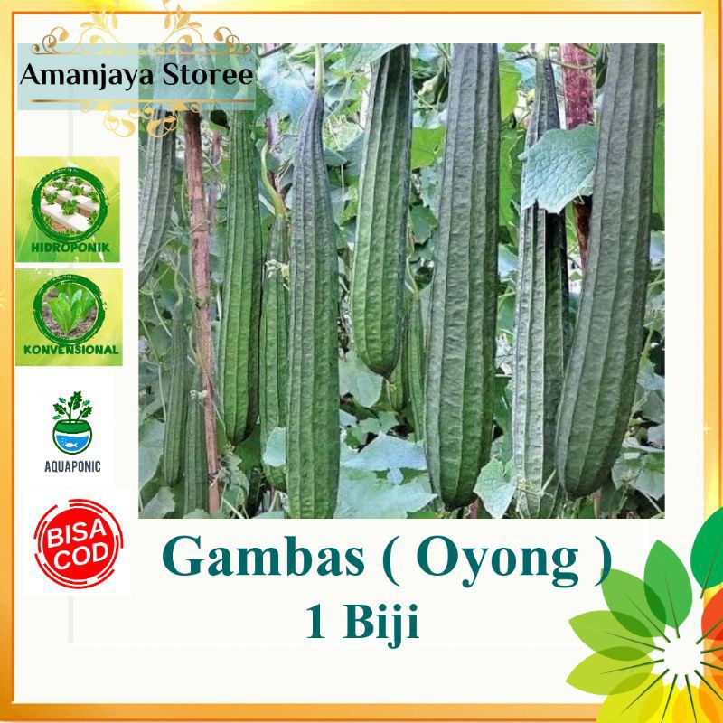 bibit benih sayuran gambas oyong