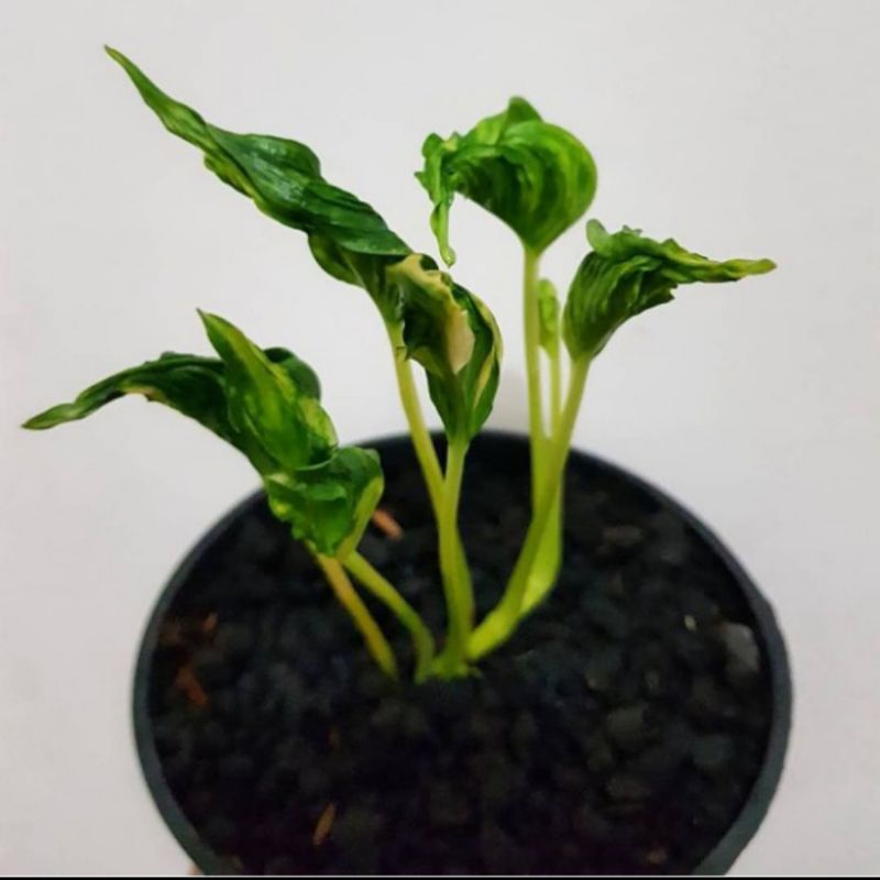 Tanaman hias epipremnum shangrila - Tanaman hias epipremnum