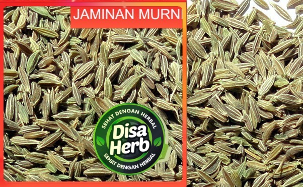 

ADAS JAWA/ADAS IJO KERING 100 GRAM - Foeniculum Vulgare - MURNI - JSR - REMPAH - PREMIUM QUALITY