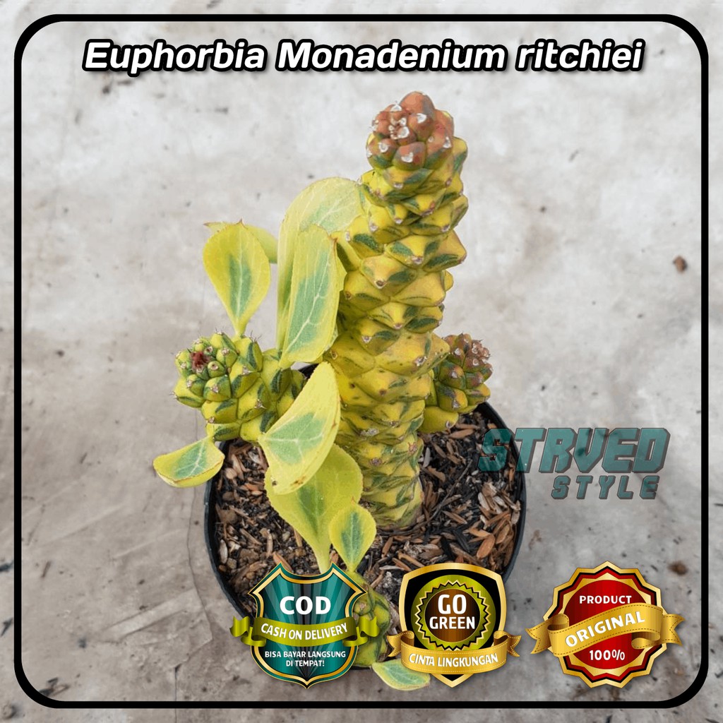 EUPHORBIA MONADENIUM RITCHIEI BUNGA SEKULEN KAKTUS HIAS