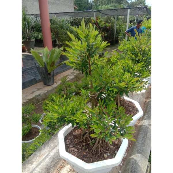 bonsai cendrawasih siap pajang