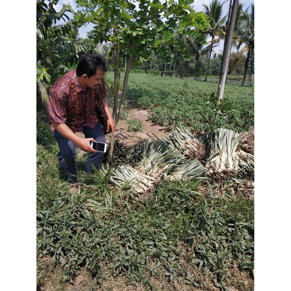 Diskon 10 Bibit Nanas Madu Subang Ungglan Termurah