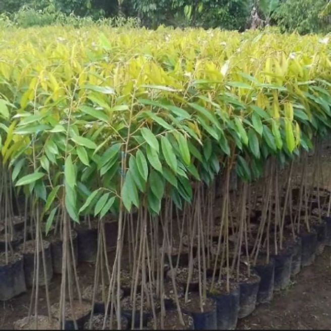 

bibit tanaman buah durian Bower