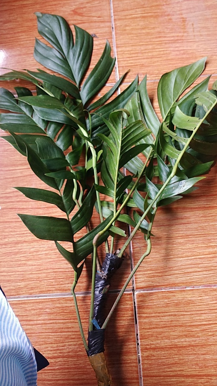 Tanaman Hias Indoor Mostera Epipremnum Pinatum/ekor Naga