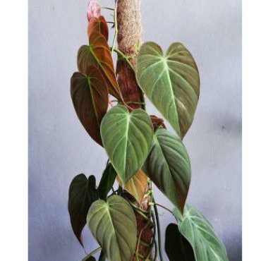 TANAMAN HIAS PHILODENDRON MICAN/TANAMAN RAMBAT MICAN