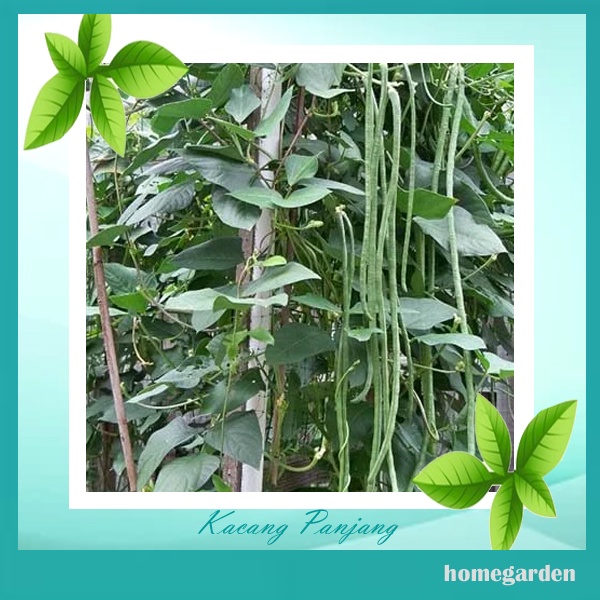 Bibit Kacang Panjang Hijau Benih Tanaman Sayuran Benih Kacang Panjang
