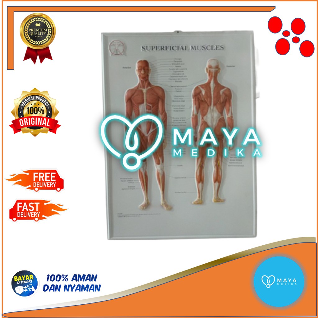 Gambar 3D / Superfical Muscle