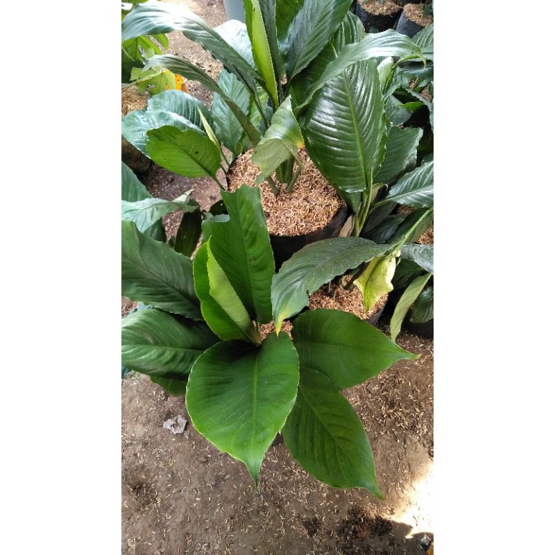 sepatu filum bangkok