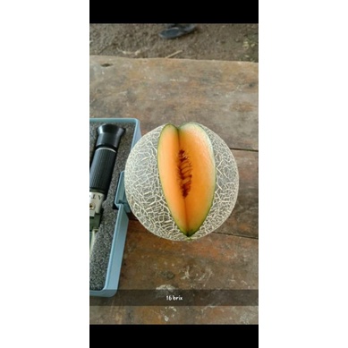 

melon golden aroma hidroponik