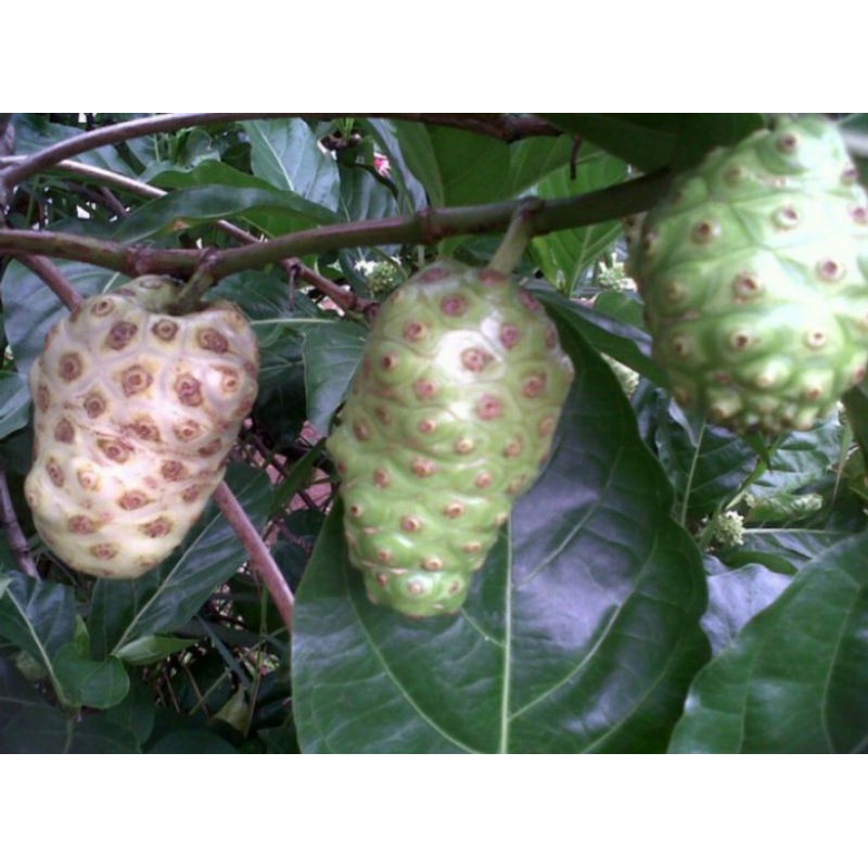 

Buah Pace / Mengkudu Buah herbal alami