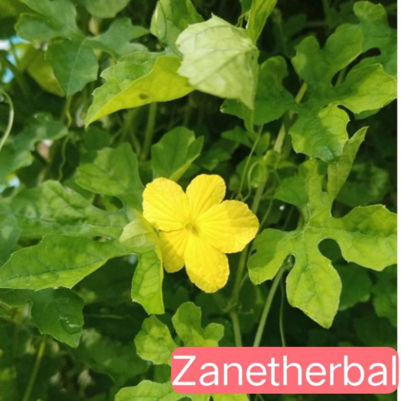 

Daun pare hutan per 250 gram segar petik langsung-az