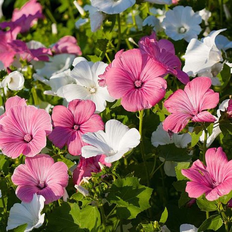 Benih Bibit Biji - Bunga Lavatera Parade Mixed Flower Seeds - IMPORT