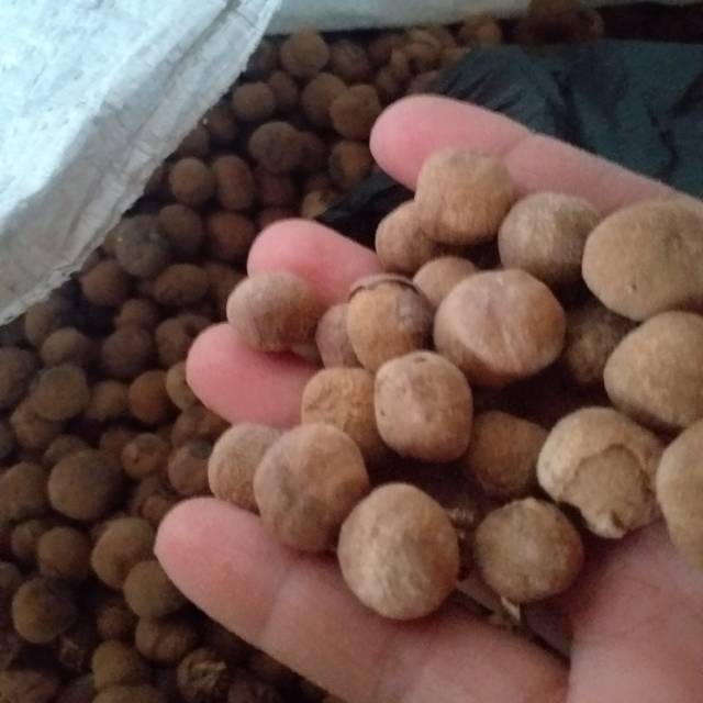 

Biji jati