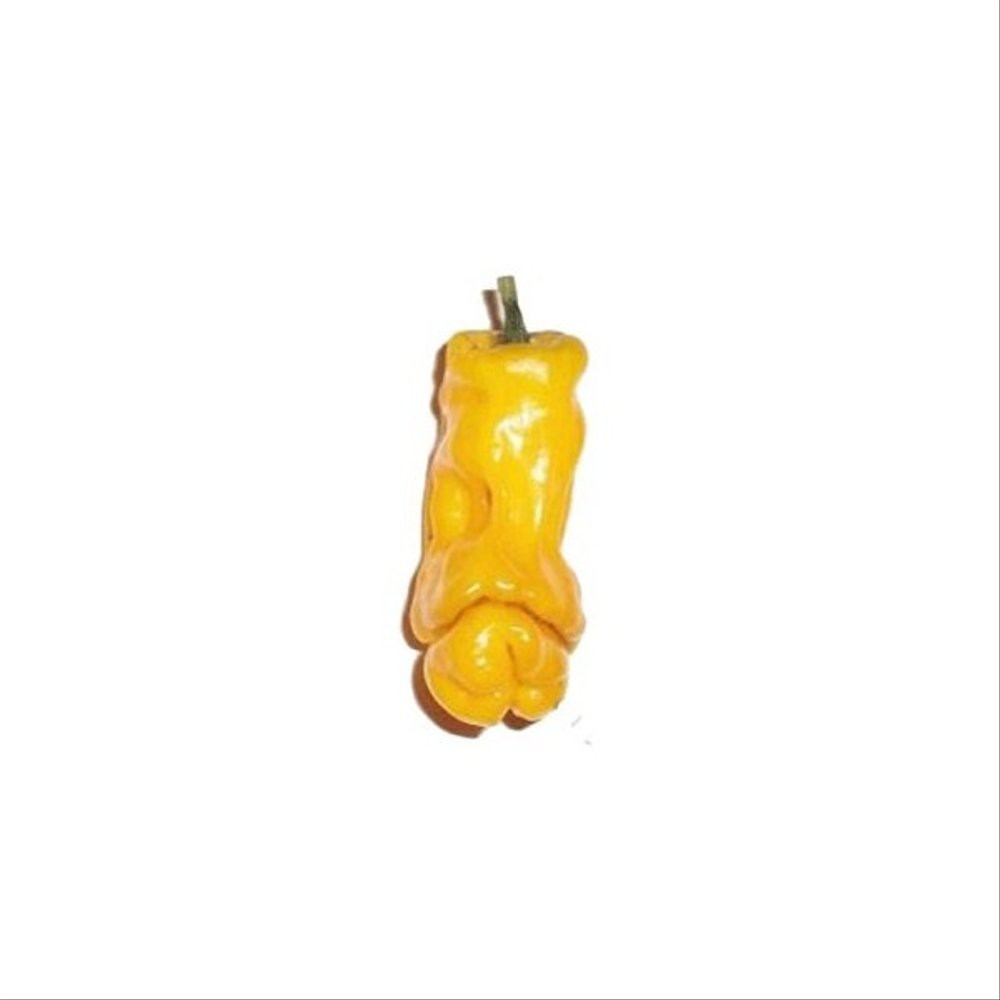 Benih Cabe peter porno kuning Yellow Peter porn pepper import Li