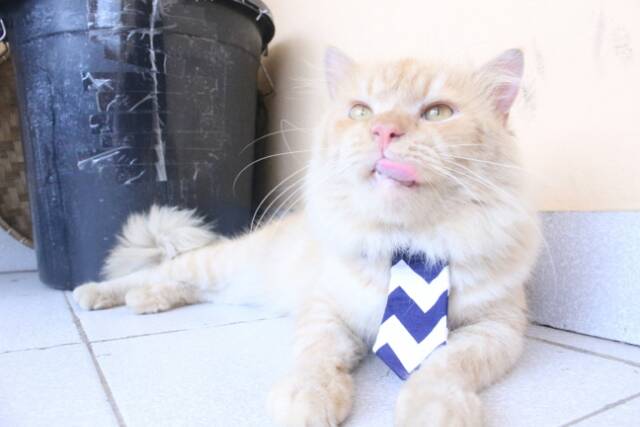 Long tie like a boss untuk kucing anjing / aksesoris hewan lucu / baju kucing terlaris