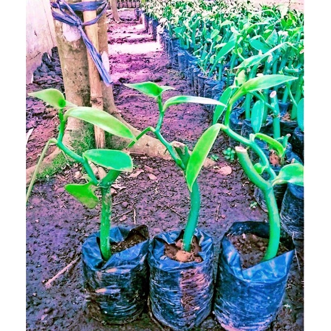 

BIBIT VANILI PLANIFOLIA UNGGUL POLIBEK stek 2 ruas