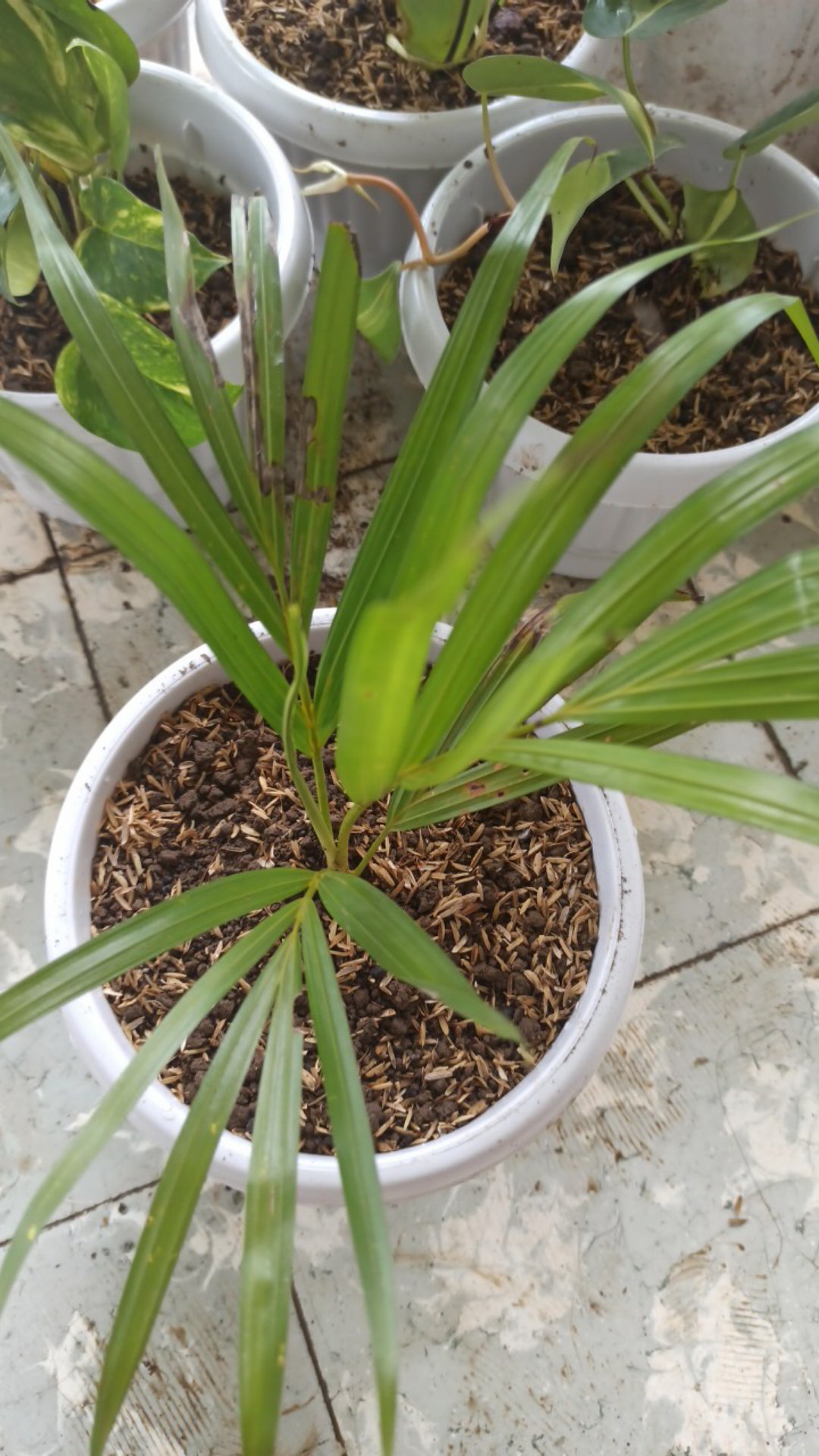 Pohon palem kuning tanaman hias bibit tanaman hias Pohon palem kuning tanaman hias bibit tanaman hias
