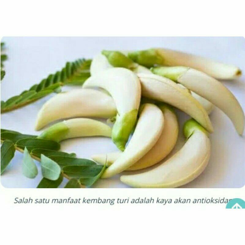 

kembang turi_fresh(dadak_metik)