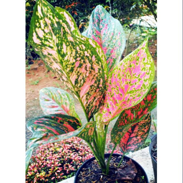 AGLONEMA VENUS INDUKAN