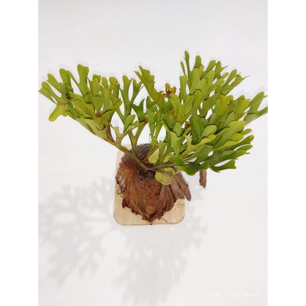 Jual simbar menjangan / platycerium ridleyi | Shopee Indonesia