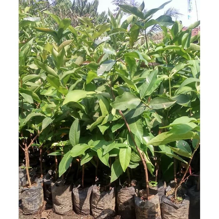 Bibit Buah jambu air madu deli