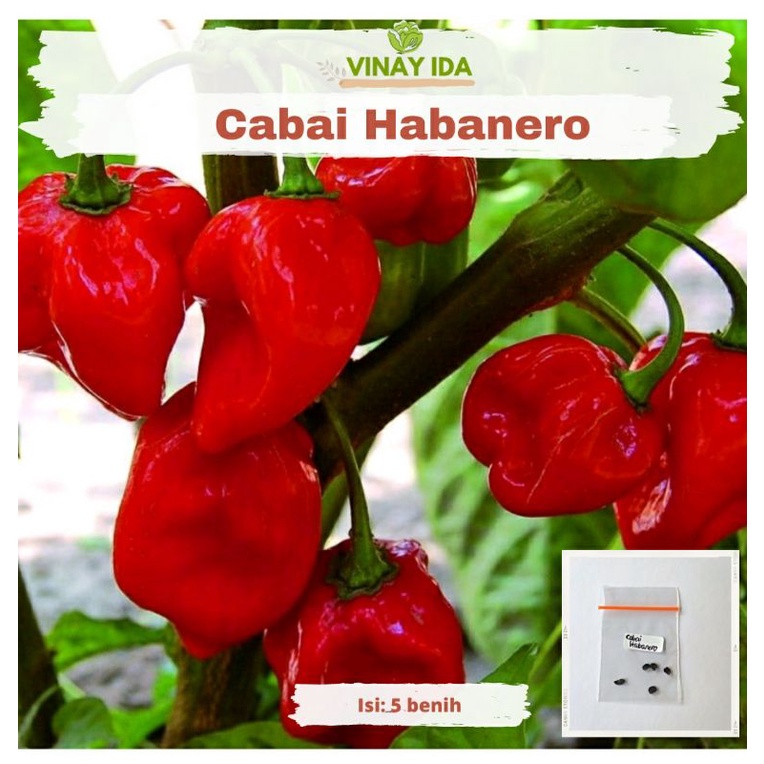 BENIH BIBIT CABAI HABANERO/CABAI GENDOT PEDAS