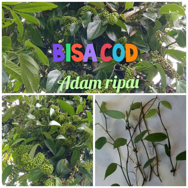 cod bibit kemukus super setek batang