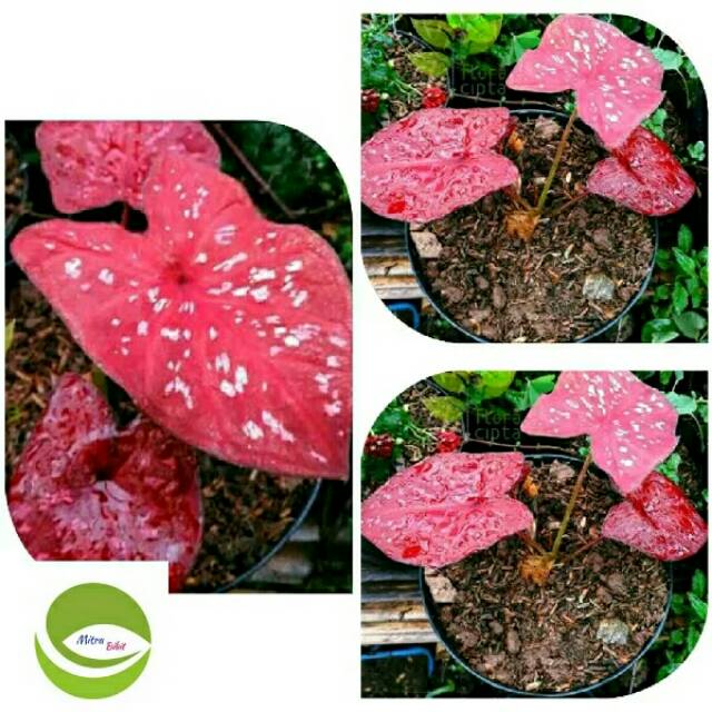 Bibit Tanaman Hias Keladi Merah Langka Shopee Indonesia Bibit Tanaman Hias Keladi Merah Langka Shopee Indonesia