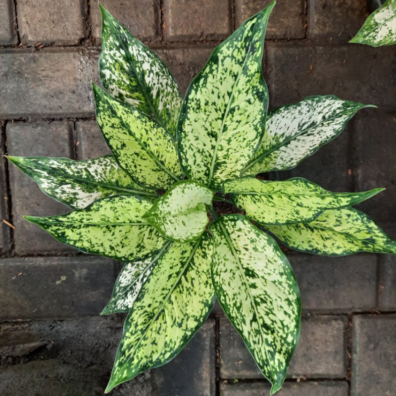 Tanaman Hias Bunga Aglonema Snow White , Tanaman Hias Aglonema Snow White